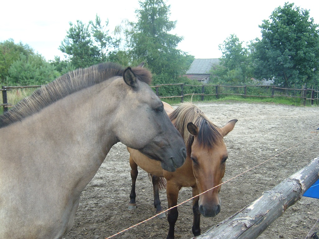 Jaroszówka 2016